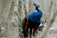 екскурзия Колумбия - 8146 оферти