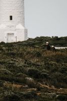 ленти за глава - 29953 клиенти