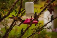 Биоразнообразие - 60640 типа