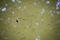 Биоразнообразие - 92040 оферти