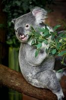 кенгуру - 40774 вида