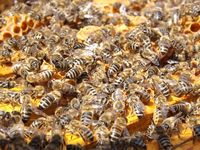 пчеларства - 49649 вида