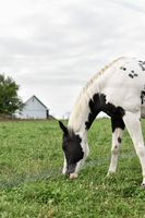 животновъдства - 93769 отстъпки