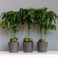 кашпи - 55841 бестселъри