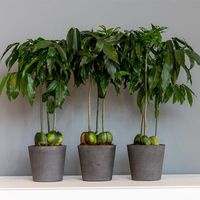 кашпи - 10666 снимки