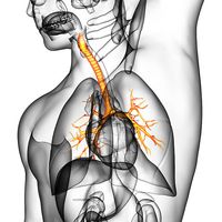 периферна нервна система - 16867 възможности