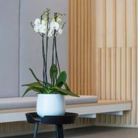 саксии - 27135 вида