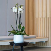 шезлонги - 7616 варианти