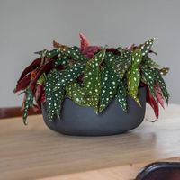 шезлонги - 49816 промоции