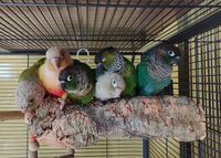 Аксесоари за папагали - 63590 възможности