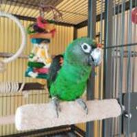храна за папагали - 41731 клиенти