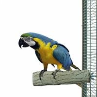 Клетка за папагали - 32808 разновидности