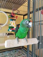 папагал ара - 27315 клиенти