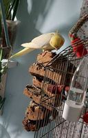 Ръчно хранене на папагали - 86218 цени