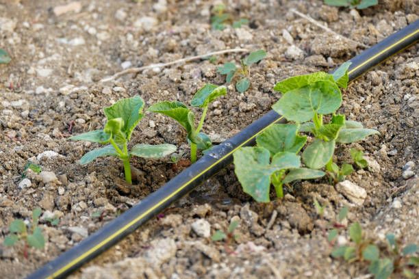 капково напояване за овошки - 33826 варианти