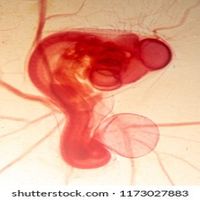 Стволови клетки от пъпна връв - 28563 бестселъри