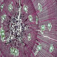 Стволови клетки от пъпна връв - 13820 снимки