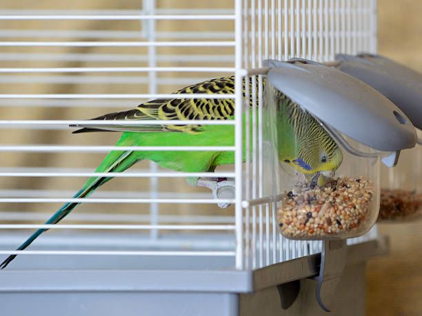 Гранули за папагали - 8885 вида