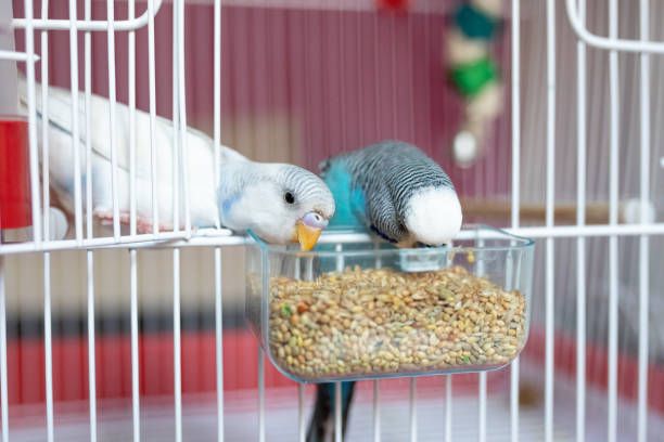 Гранули за папагали - 79099 варианти