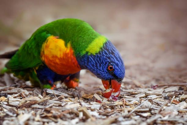 Гранули за папагали - 47506 клиенти