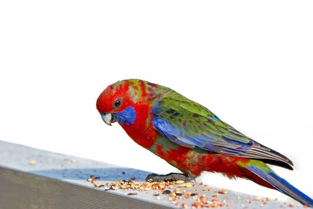 Гранули за папагали - 12209 клиенти