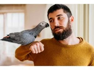 Грижи за папагал - 17661 постижения