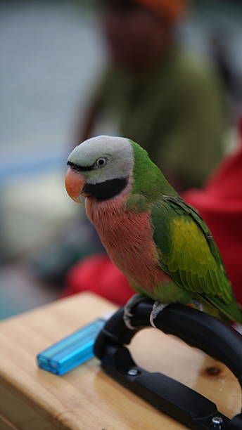 Грижи за папагал - 12202 вида