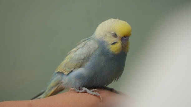 Грижи за папагал - 94949 отстъпки