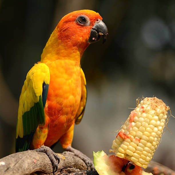 Храна за вълнисти папагали - 47913 отстъпки