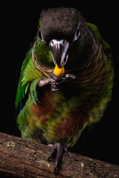 Храна за вълнисти папагали - 2553 награди