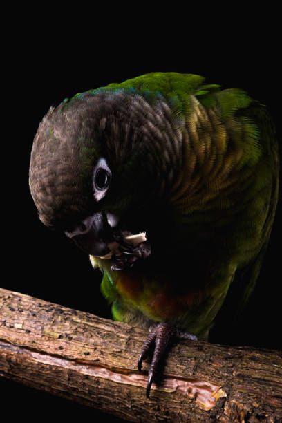 Храна за вълнисти папагали - 90807 отстъпки