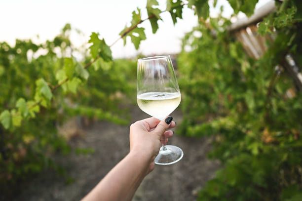 соаве - 56104 новини | divinobrothers.com соаве - 87146 новини