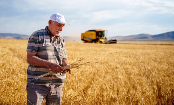 фермерство - 84537 снимки фермерство - 74160 снимки