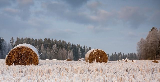 МЗХ - 2231 типа