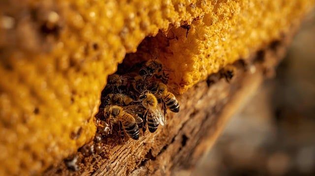 пчеларство - 7658 клиенти пчеларство - 33245 клиенти